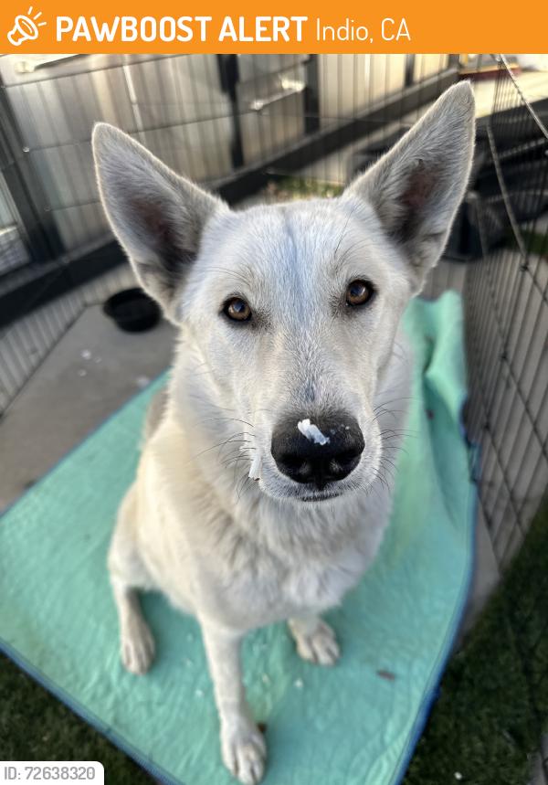 Found/Stray Female Dog last seen Badlands, Indio, CA 92203