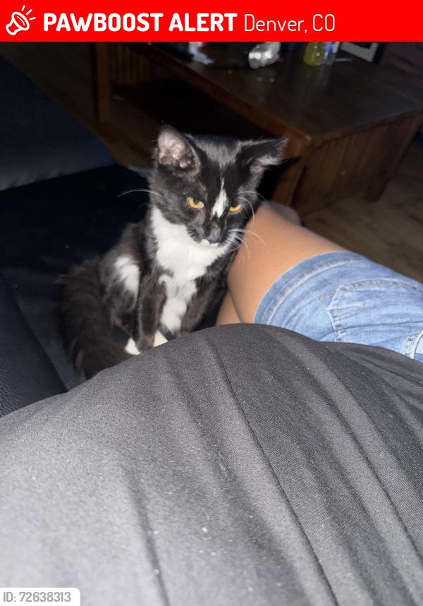 Lost Male Cat last seen Ellsworth & Meade, Denver, CO 80219