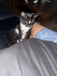 Lost Male Cat last seen Ellsworth & Meade, Denver, CO 80219