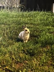 Found/Stray Unknown Rabbit last seen Near whipple tree and cross street Trace, Spring Valley, CA 91978