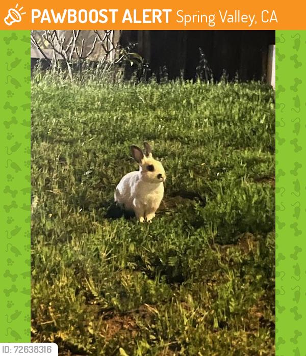 Found/Stray Unknown Rabbit last seen Near whipple tree and cross street Trace, Spring Valley, CA 91978