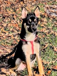 Lost Male Dog last seen Near , Livingston, LA 70754