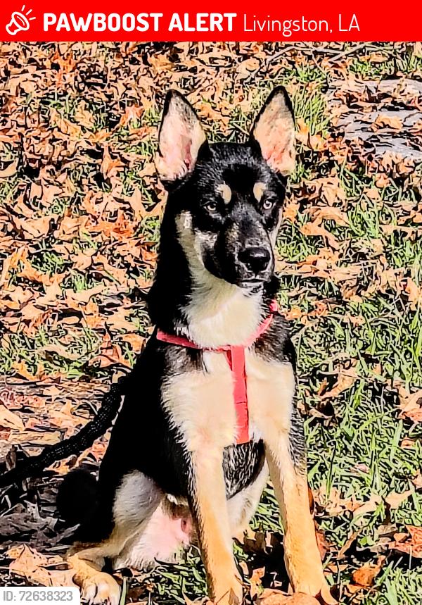 Lost Male Dog last seen Near , Livingston, LA 70754