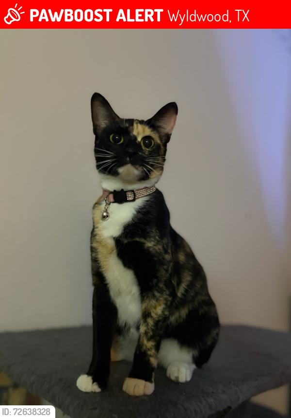 Lost Female Cat last seen Hwy 71, Wyldwood, TX 78612