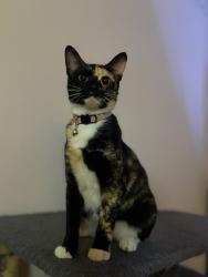 Lost Female Cat last seen Hwy 71, Wyldwood, TX 78612