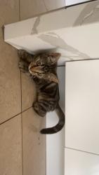 Lost Female Cat last seen Greenvale lakes woolworths, Roxburgh Park, VIC 3064