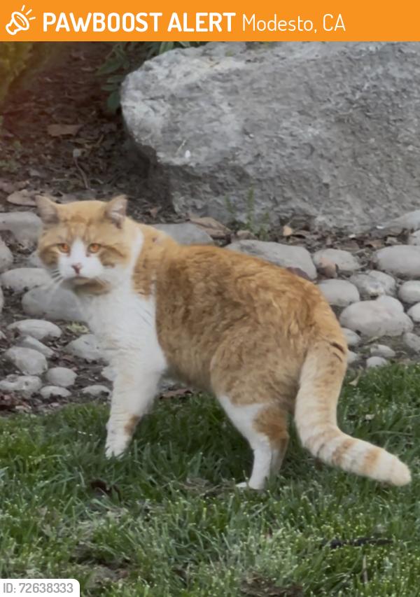 Found/Stray Male Cat last seen Dale Rd, Modesto, CA 95356