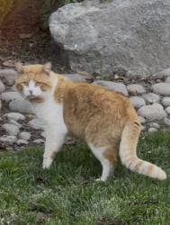 Found/Stray Male Cat last seen Dale Rd, Modesto, CA 95356