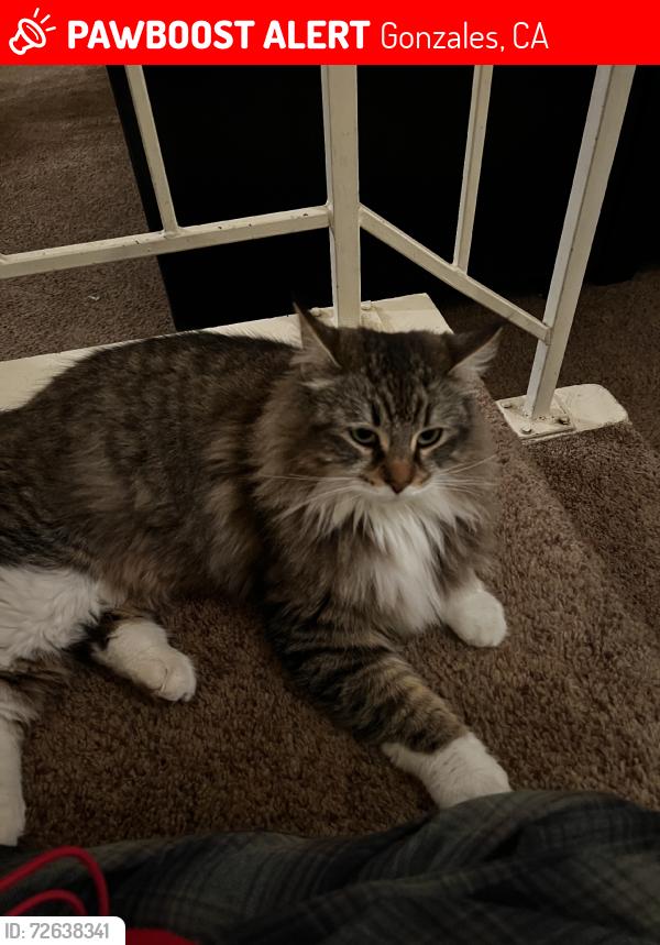 Lost Female Cat last seen cabernet drive, Gonzales, CA 93926