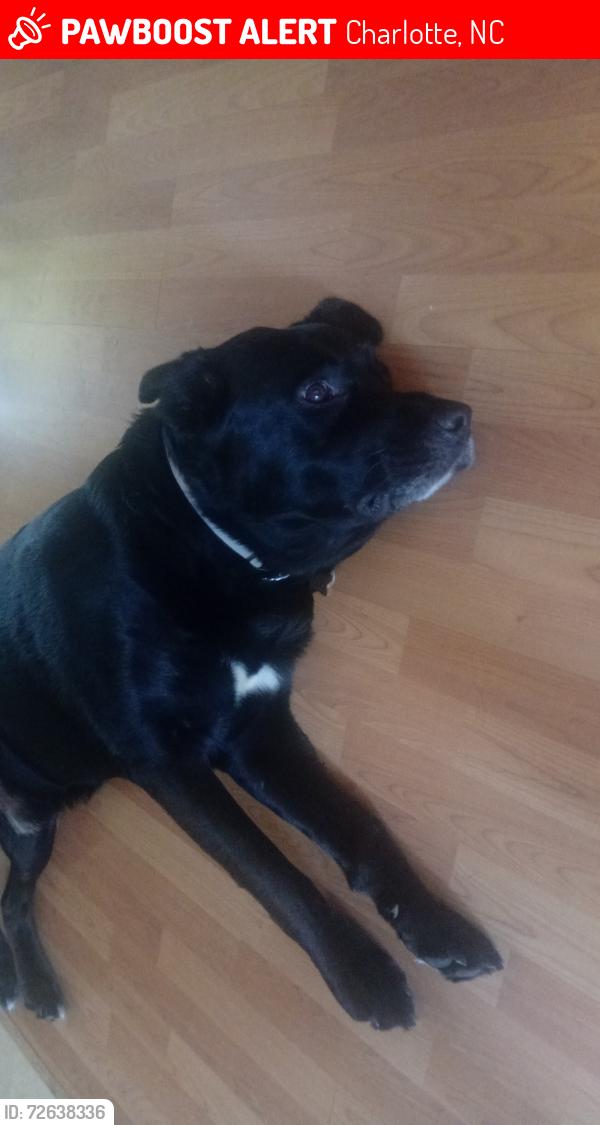 Lost Male Dog last seen I dont know was with daughter while she was passing through Carolina while moving , Charlotte, NC 28202