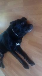 Lost Male Dog last seen I dont know was with daughter while she was passing through Carolina while moving , Charlotte, NC 28202