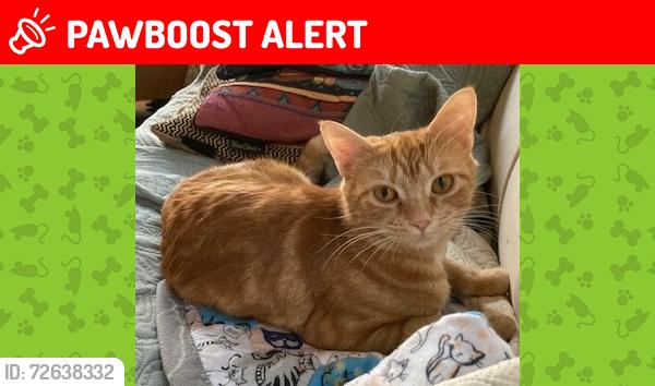 Lost Female Cat last seen Turkey Ridge Drive and Genito Rd. , Moseley, VA 23120
