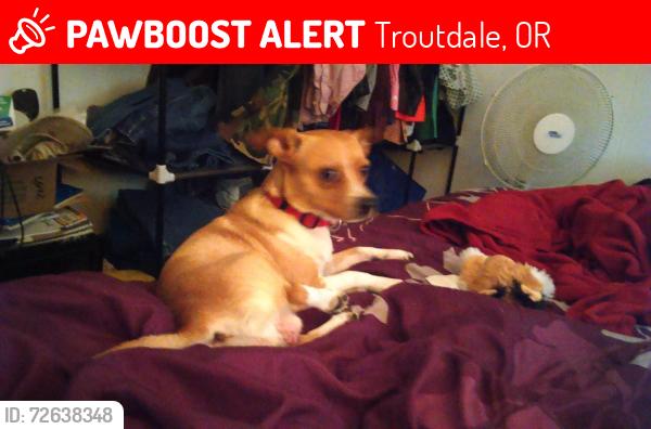 Lost Male Dog last seen Stark st, Troutdale, OR 97060