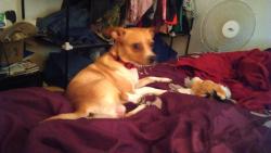 Lost Male Dog last seen Stark st, Troutdale, OR 97060