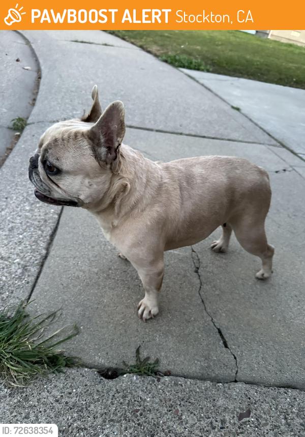 Found/Stray Female Dog last seen El cajon street, behind food 4 less on hammer lane, Stockton, CA 95210