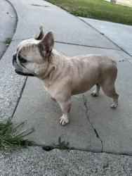 Found/Stray Female Dog last seen El cajon street, behind food 4 less on hammer lane, Stockton, CA 95210