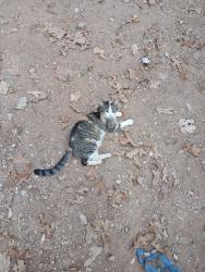 Lost Female Cat last seen Low Gap, Parker Branch, Mineral Springs , West Fork, AR 72774