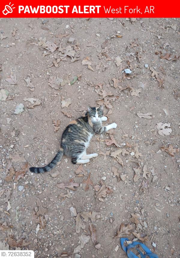 Lost Female Cat last seen Low Gap, Parker Branch, Mineral Springs , West Fork, AR 72774