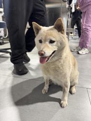 Found/Stray Female Dog last seen Lankershim & Victory , Los Angeles, CA 91606