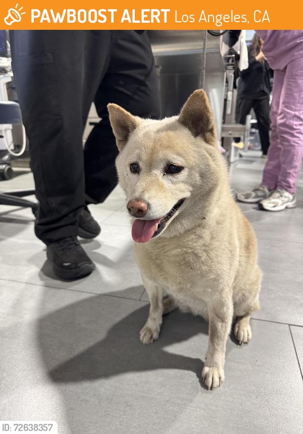 Found/Stray Female Dog last seen Lankershim & Victory , Los Angeles, CA 91606
