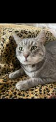 Lost Male Cat last seen Wilson /Daylily, Perris, CA 92571