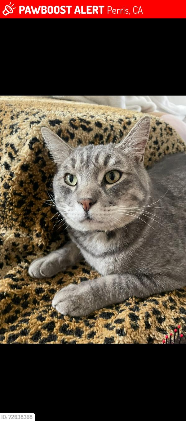 Lost Male Cat last seen Wilson /Daylily, Perris, CA 92571