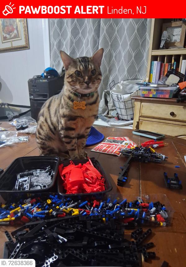 Lost Male Cat last seen Miltonia st and Henry st, Linden, NJ 07036