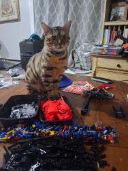 Lost Male Cat last seen Miltonia st and Henry st, Linden, NJ 07036