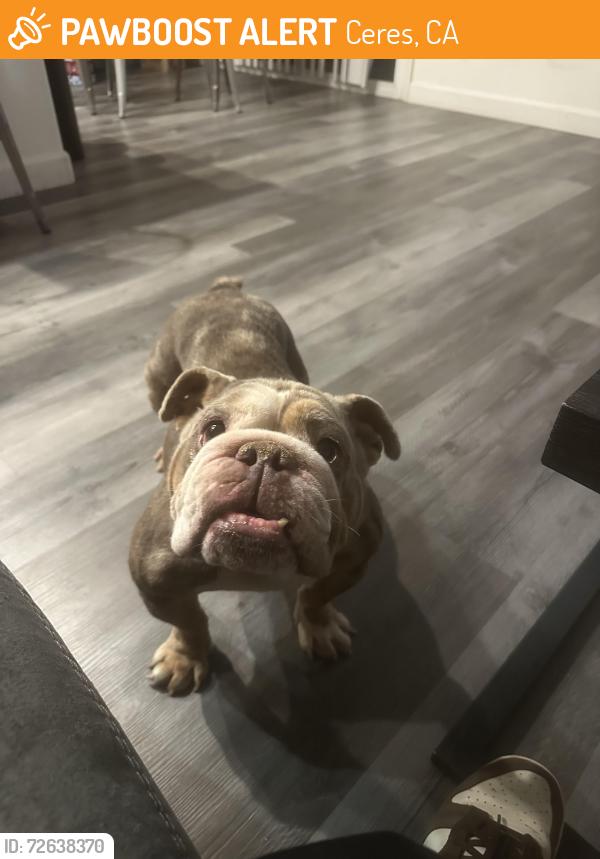 Found/Stray Female Dog last seen Eastgate , Ceres, CA 95358