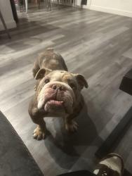 Found/Stray Female Dog last seen Eastgate , Ceres, CA 95358