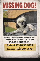 Lost Male Dog last seen Canyon hills road and diamond drive , Lake Elsinore, CA 92532