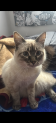 Lost Male Cat last seen 9th and Linden, Pomona, CA 91799