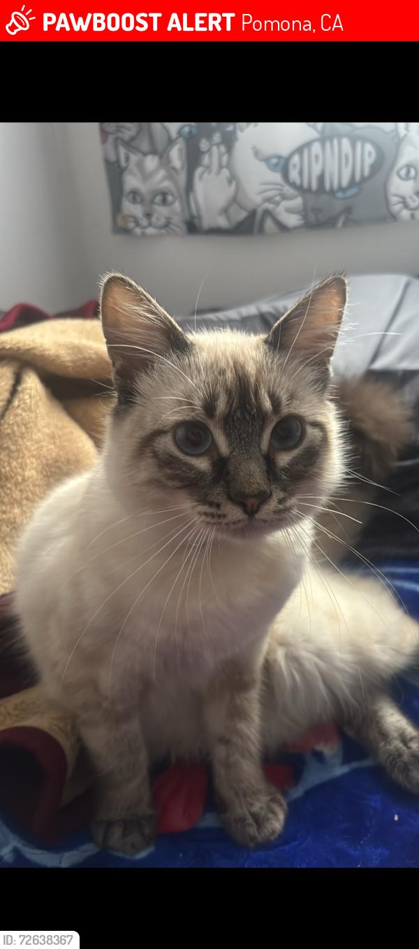 Lost Male Cat last seen 9th and Linden, Pomona, CA 91799