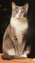 Found/Stray Unknown Cat last seen Near West Shore Ct. , Woodlake, Chesterfield Co. , Midlothian, VA 23112