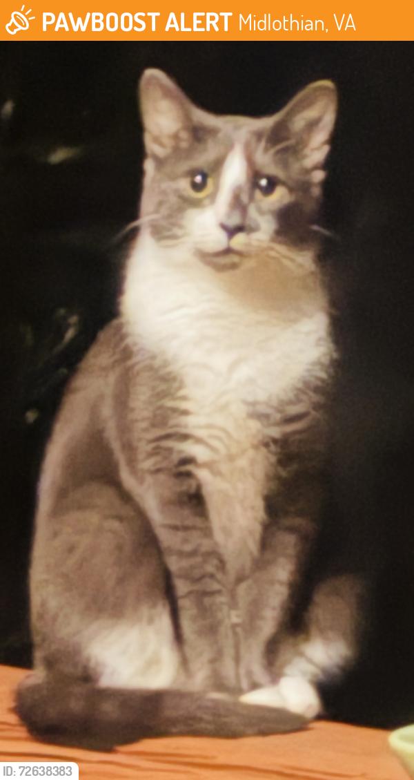 Found/Stray Unknown Cat last seen Near West Shore Ct. , Woodlake, Chesterfield Co. , Midlothian, VA 23112