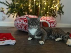 Lost Male Cat last seen E Lullwater Avenue, Panama City Beach, FL 32413