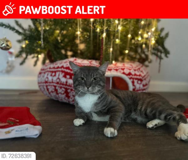 Lost Male Cat last seen E Lullwater Avenue, Panama City Beach, FL 32413