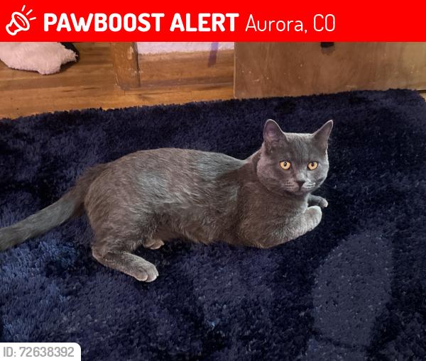 Lost Male Cat last seen Near Kramer CT , Aurora, CO 80010