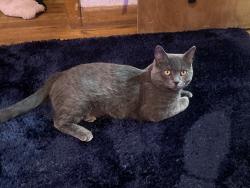 Lost Male Cat last seen Near Kramer CT , Aurora, CO 80010