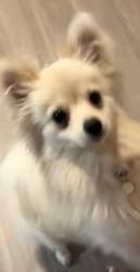 Lost Female Dog last seen Alta drive and falcon lane, Las Vegas, NV 89107