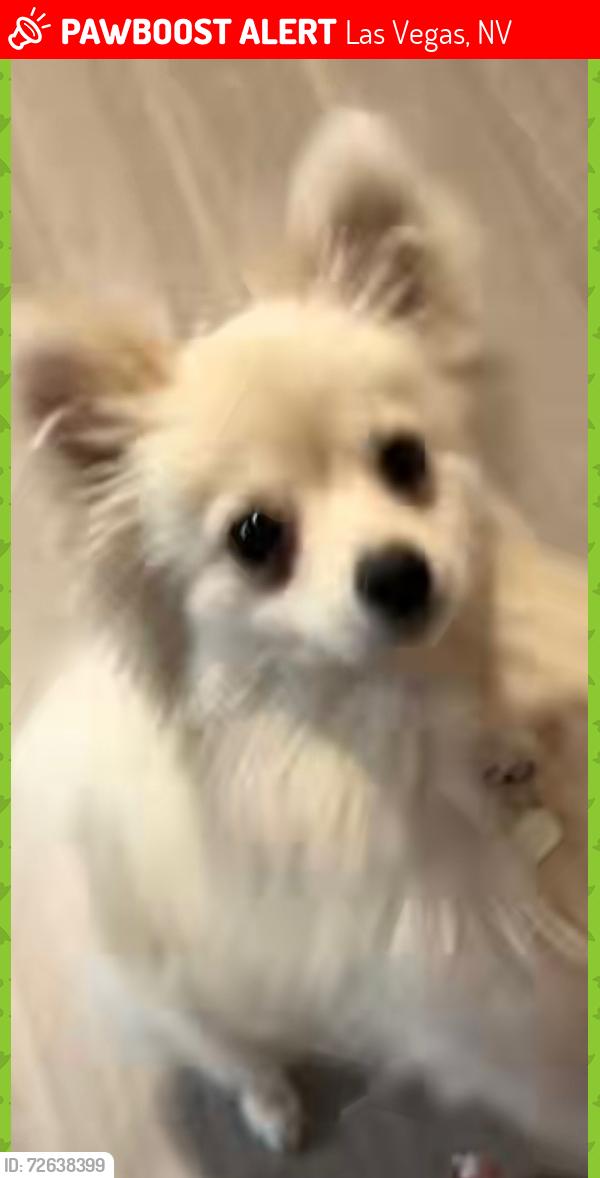 Lost Female Dog last seen Alta drive and falcon lane, Las Vegas, NV 89107