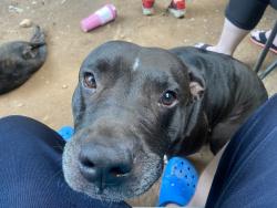 Lost Male Dog last seen Thomas rd , Jonesboro, GA 30238