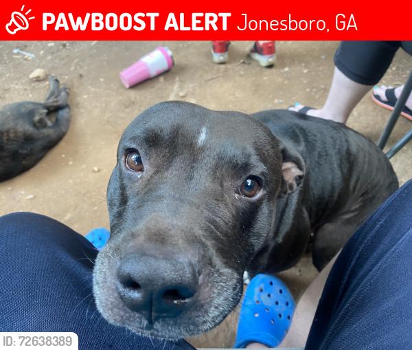 Lost Male Dog last seen Thomas rd , Jonesboro, GA 30238