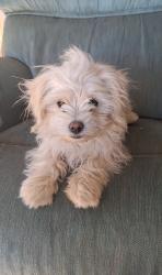 Lost Female Dog last seen Piute Lane, Henderson, NV 89015