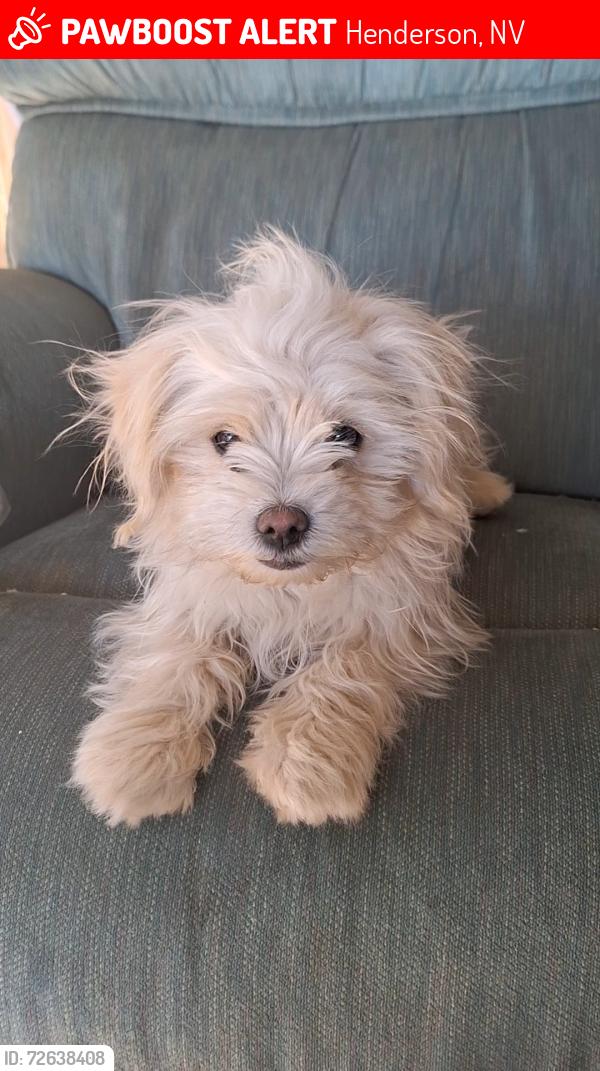 Lost Female Dog last seen Piute Lane, Henderson, NV 89015