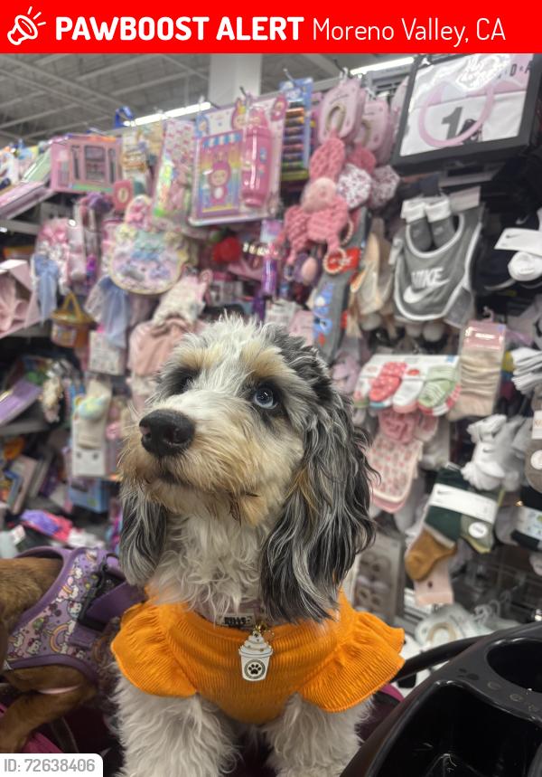 Lost Female Dog last seen Near the 711 on Alexandra st , Moreno Valley, CA 92557