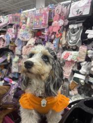 Lost Female Dog last seen Near the 711 on Alexandra st , Moreno Valley, CA 92557