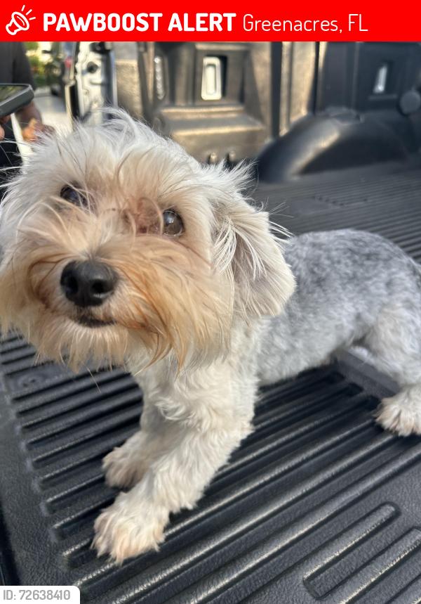 Lost Male Dog last seen Missing since: March 4, 2026 Area: Atlantic ests / Brentwood near Lake Worth, Greenacres, FL 33463
