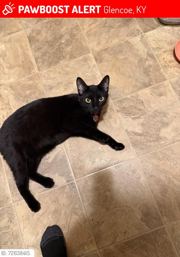Lost Male Cat last seen Exit 62 Truck Stop and Restaurant, 3345 US-127, Glencoe, KY 41046, Glencoe, KY 41046
