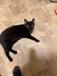 Lost Male Cat last seen Exit 62 Truck Stop and Restaurant, 3345 US-127, Glencoe, KY 41046, Glencoe, KY 41046